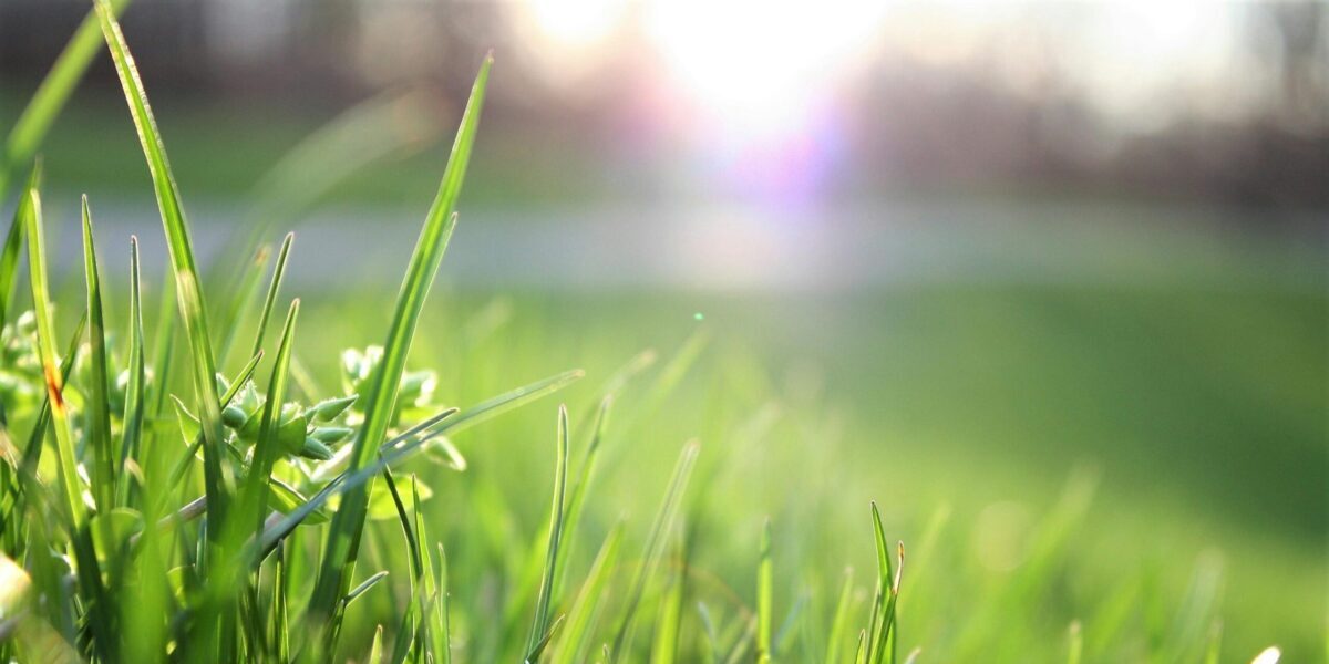 Photo by Matthias Cooper Macro shot of lush green grass with sunlight creating a warm, serene atmosphere.