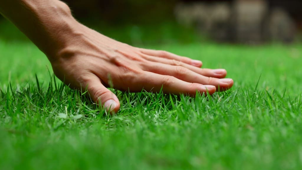 Beautiful Turf Grass - Enjoying Your Lawn Like a Ninja with Family & Friends Beautiful Turf Grass - Enjoying Your Lawn Like a Ninja with Family & Friends