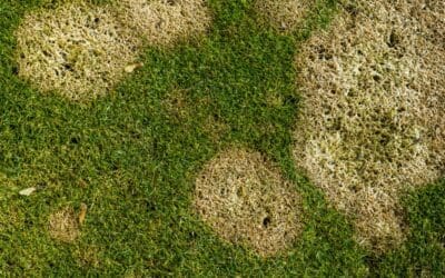 Snow Mold 101: What Those Circular Patches Mean for Your Spring Lawn