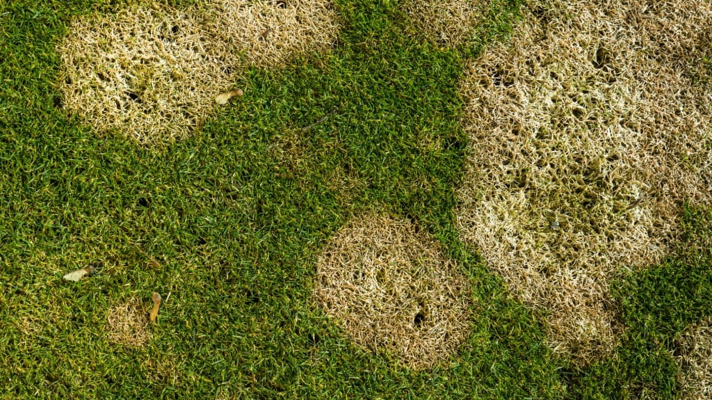 circular snow mold lawn damage circular snow mold lawn damage