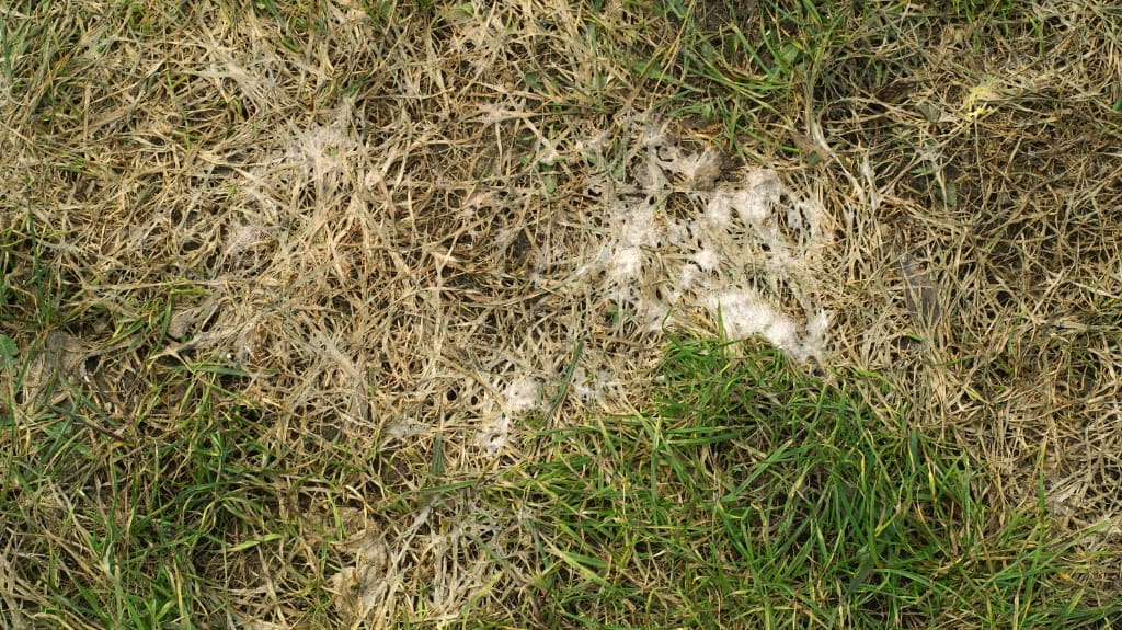 cold wet covered turf