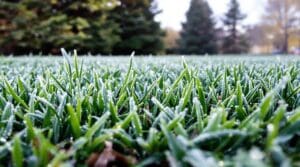 dormant grass green crowns