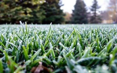 Kentucky Bluegrass in Winter: What to Expect From Cool-Season Turf