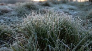 fescue thrives through winter