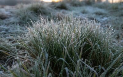 Tall Fescue Resilience: Why This Grass Thrives in Winter