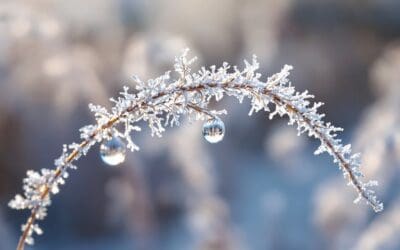 Protecting Ornamental Grasses Through Freeze and Thaw Cycles