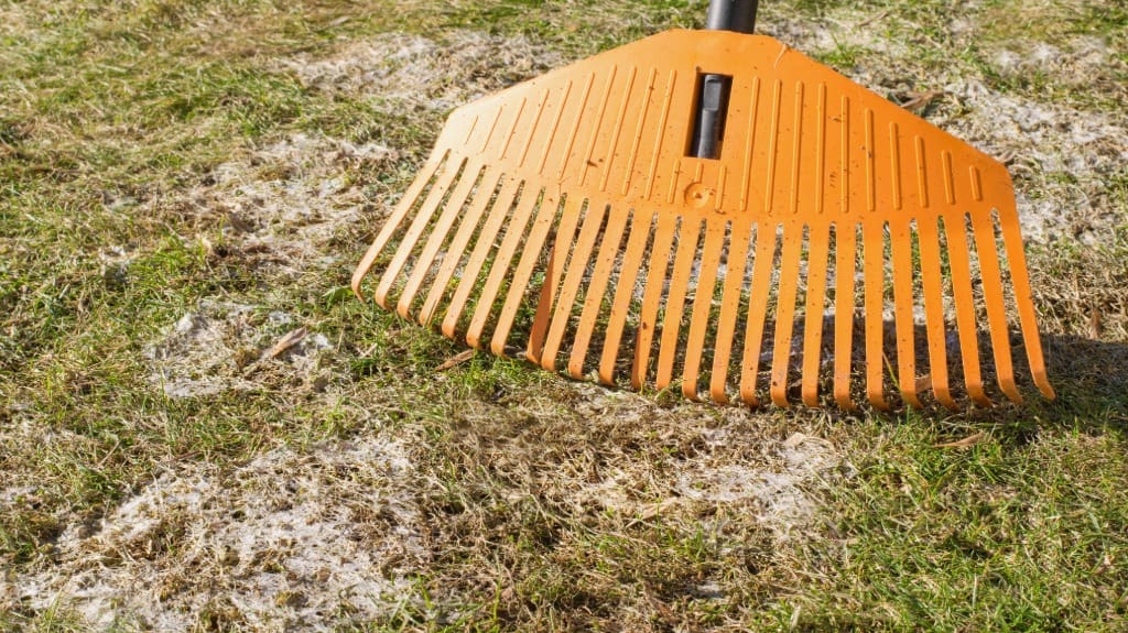 identify and recover snow mold