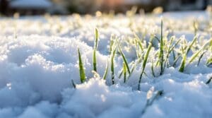insulating blanket preserves lawn roots