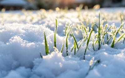 The Science of Snow: How Snow Cover Protects Your Grass
