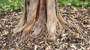 mulch piled against trunks