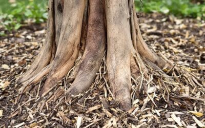 Mulch Volcanoes: Why Piling Mulch Kills Trees and Shrubs