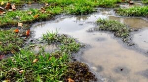 pacific northwest january lawn diseases