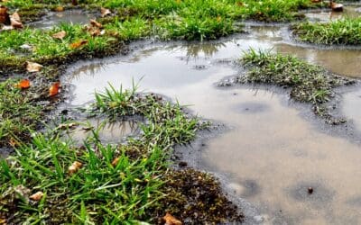 January Lawn Diseases in the Pacific Northwest