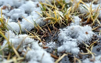 January Lawn Diseases: What’s Growing Under That Snow