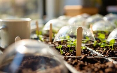 Indoor Seed Starting for Your Outdoor Garden