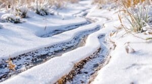 vole runway tracks under snow