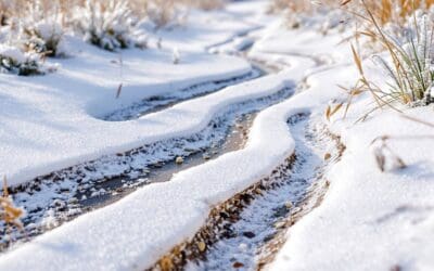 Vole Damage Under Snow: Identifying Runway Patterns