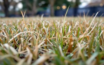 Zoysia Dormancy: What Brown Doesn’t Mean Dead